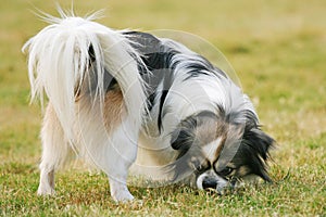 Smiling Papillon dog