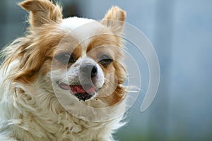 Smiling Papillon dog