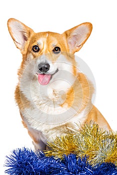 Smiling Pembroke Welsh Corgi puppy with tincels