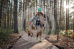 Smiling pet lover hiking in scandinavian pine wood with purebred hound dog running, frisking around