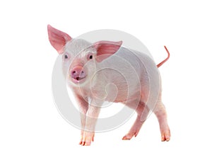 smiling pig isolated on white