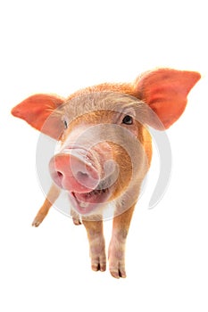 Smiling piglet isolated