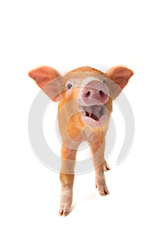 Smiling piglet isolated