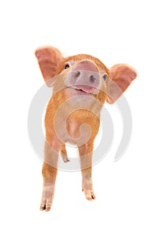 Smiling piglet isolated photo