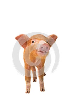 smiling piglet isolated on white