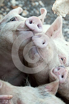 Smiling Pigs photo