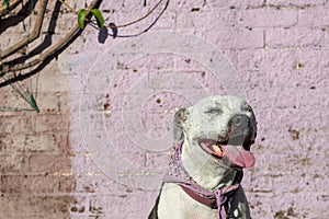 Smiling pit bull dog against pink brick wall