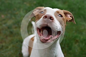 Smiling Pit Bull Puppy Happy To Be Adopted