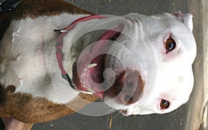 Smiling Pit Bull Terrier photo