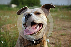 Smiling pitbull dog.