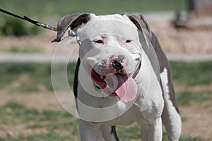 Smiling pitbull on a leash at the park