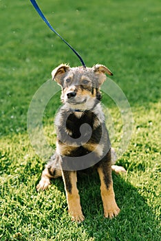 Smiling playful black-red mixed breed dog in the field on a leash enjoys a walk