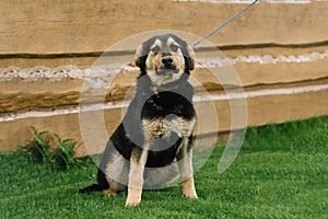 A smiling, playful black-and-red mixed-breed dog in the yard of the house on a leash enjoys a walk