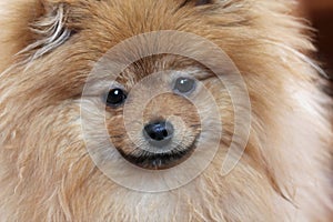 Smiling Pomeranian dog closeup. Happy. photo