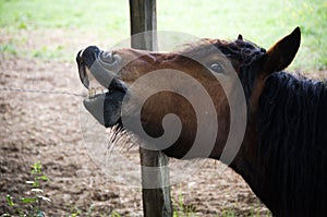 Smiling poney in fields