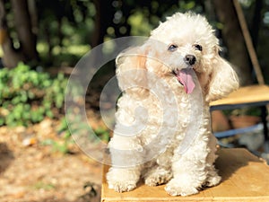 Smiling poodle dog sitting on chair in the park