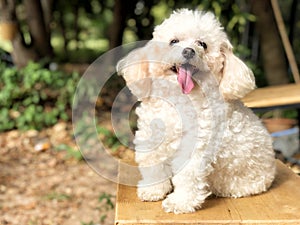Smiling poodle dog sitting on chair in the park