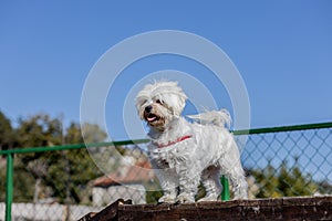 Smiling poodle dog sitting on a chair in the park