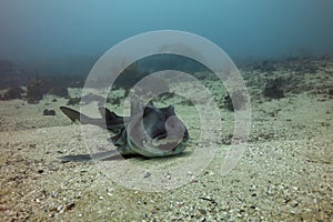 Smiling Port Jackson shark