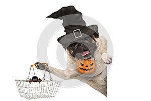 Smiling pug puppy dog holding up metal grocery basket, wearing witch hat and carved pumpkin lantern