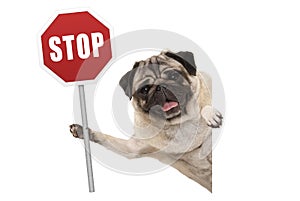 Smiling pug puppy dog holding up red traffic stop sign