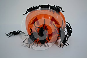 SMILING PUMPKIN AND INSECTS