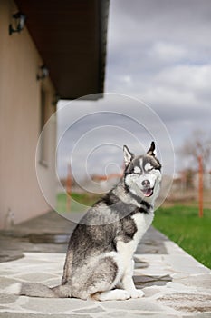 Smiling puppy husky