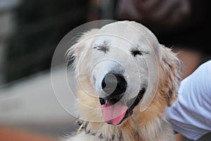 Smiling Retriever Dog