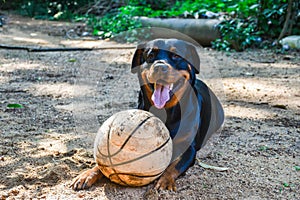 Smiling rottweiler dog with basketball