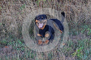 Smiling Rottweiler dog on a meadow