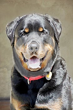 Smiling Rottweiler head shot