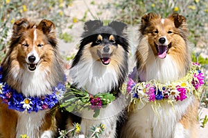 smiling sable white and tricolor shetland sheepdog celebrating midsummer