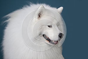 Smiling Sammy dog isolated over blue background