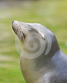 Smiling sea lion