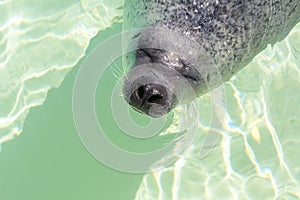 A smiling sea lion is dreaming in the water during the day. Marine mammal is swimming in the water