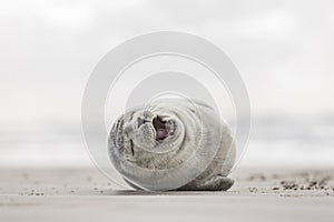 Smiling seal on the beach