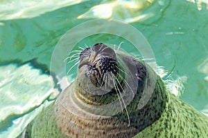 Smiling seal enjoying the sun