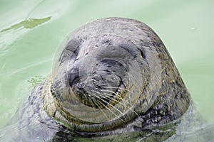 Smiling seal is happy