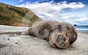 A smiling seal sleeping on the sandy beach of New Zealand