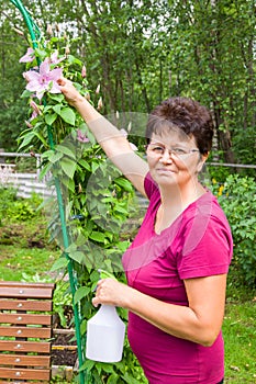 Smiling senior female gardener taking care of plants in summer garden, spraying a plant with pure water from a bottle