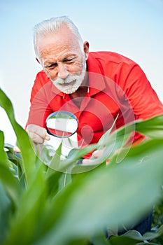 Smiling senior, gray haired, agronomist or farmer examining corn plant stems, looking for parasites