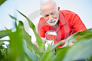 Smiling senior, gray haired, agronomist or farmer in red shirt examining corn plant leaves in a field