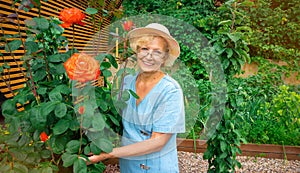 Smiling senior lady with glasses and a hat stands near a rose bush in a garden with raised beds. Portrait of a woman gardener on a