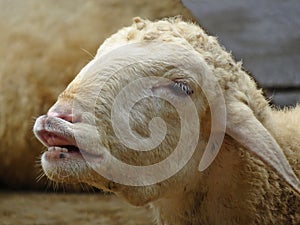 A Smiling Sheep