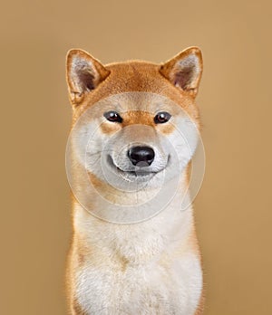 Smiling Shiba inu dog