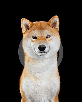 Smiling Shiba inu dog portrait
