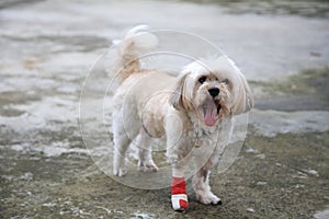 Smiling Shih Tzu dog leg wrapped by splint and red bandage