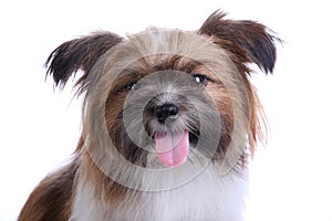 Smiling shih tzu puppy