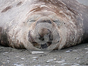 Smiling, sleeping male elephant seal