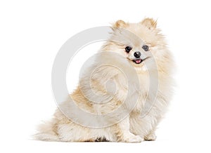 Smiling small mongrel dog looking at the camera, isolated on white